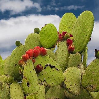ウチワサボテン